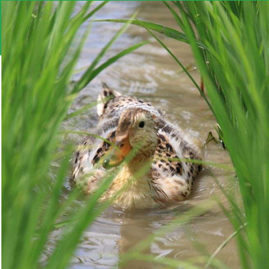 QQ图片20170825113121.png QQ图片20170825113121.png